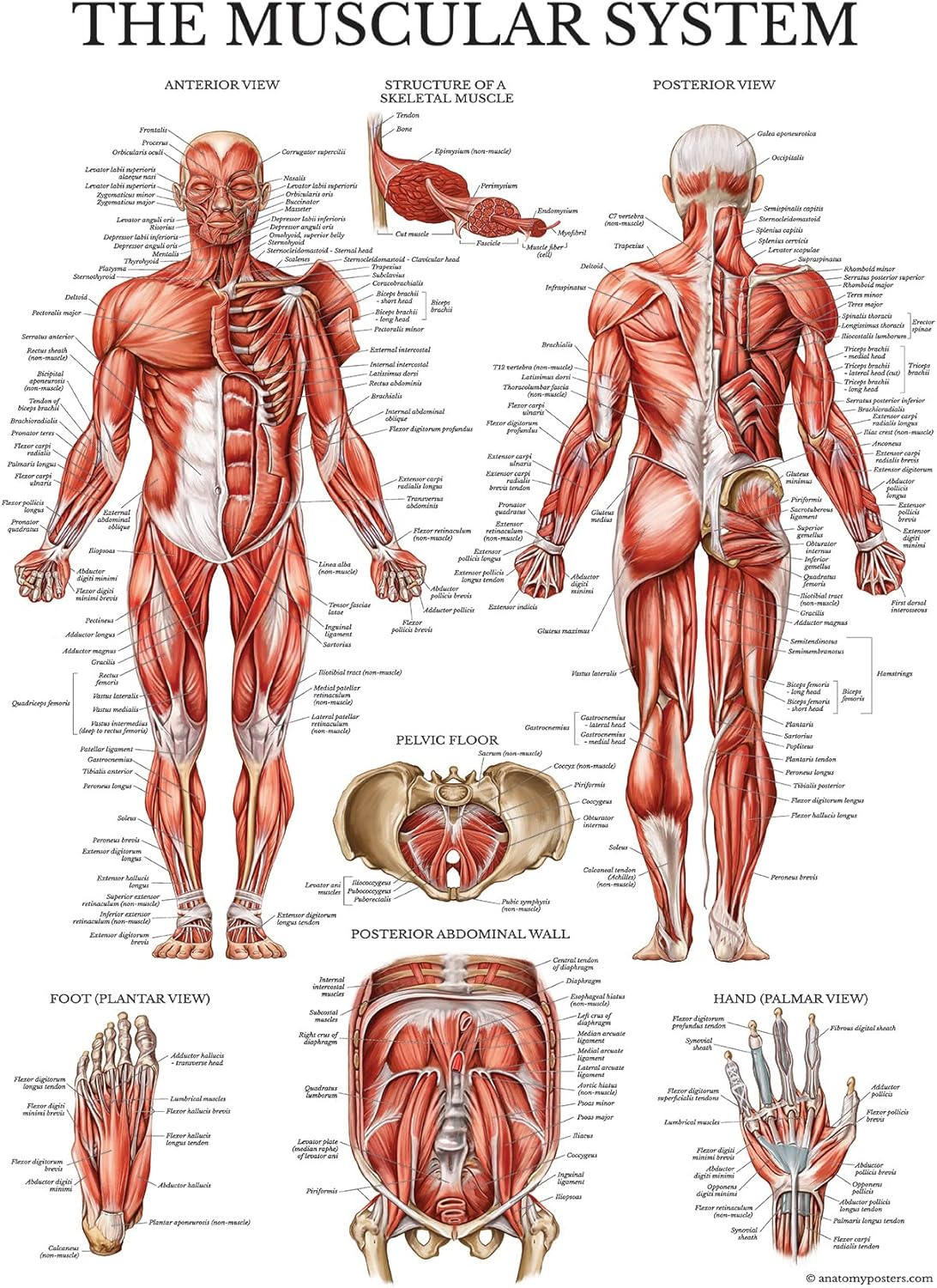 Palace Learning 4 Pack - Laminated Muscle Workout Charts for Dumbbell, Barbell & Bodyweight (18" x 24")