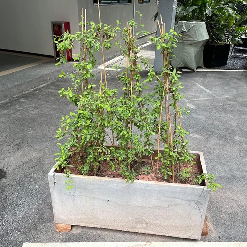 BOVITRO 12-Inch Natural Bamboo Plant Support Stakes - 20 Pcs for Tomatoes, Beans & Potted Plants