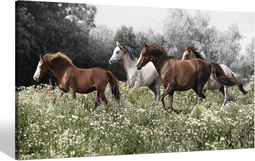Color Play Horse Canvas Wall Art - Rustic Brown and White Horses Running on Grass | 40 x 20 Inch Decor