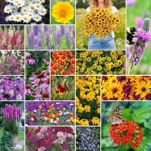Eden Brothers Perennial Wildflower Mixed Seeds - 120,000+ Seeds | Attract Pollinators, 1/4 lb, Zones 3-10