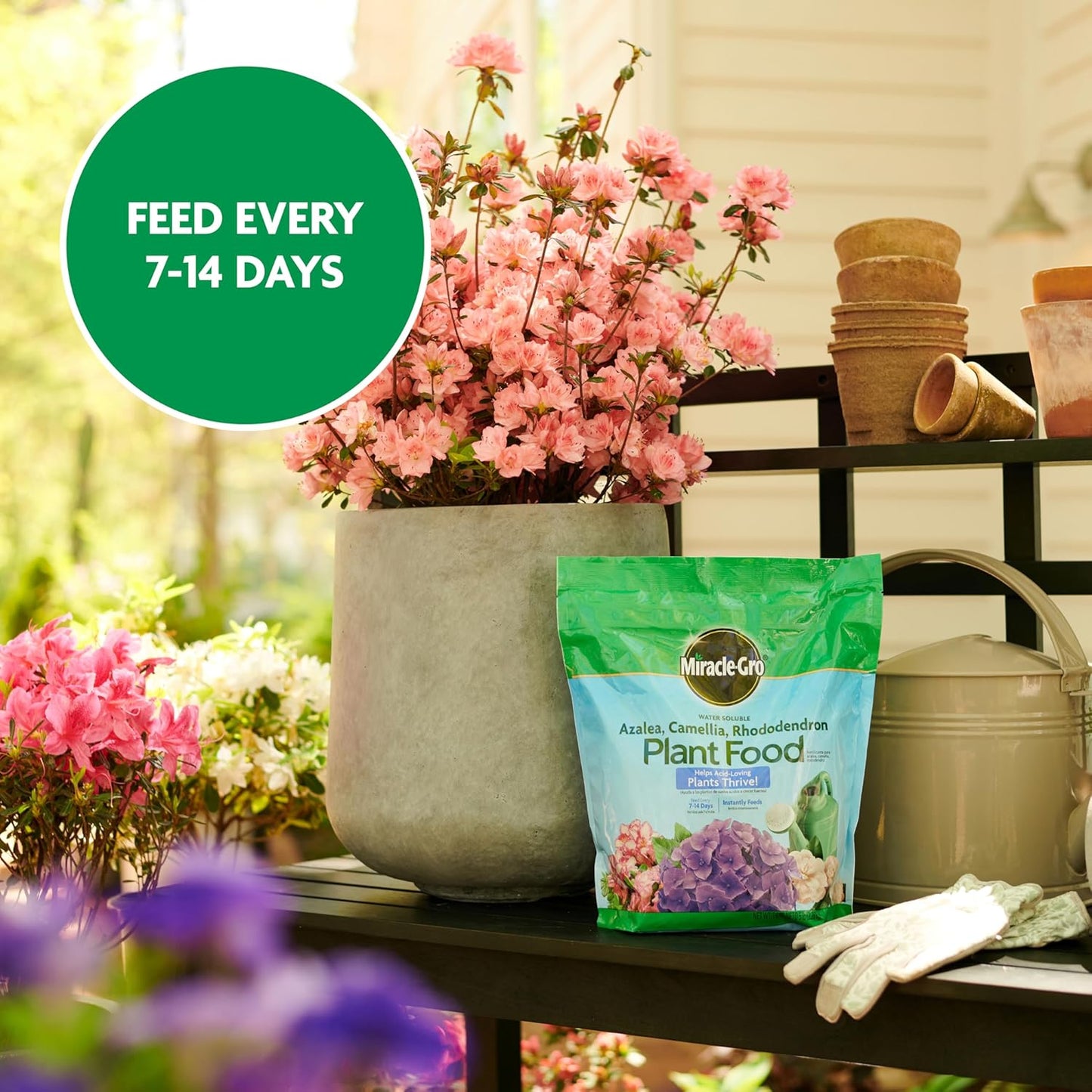 Miracle-Gro Plant Food - Water Soluble Fertilizer for Azaleas, Camellias & Rhododendrons | 5 lb.