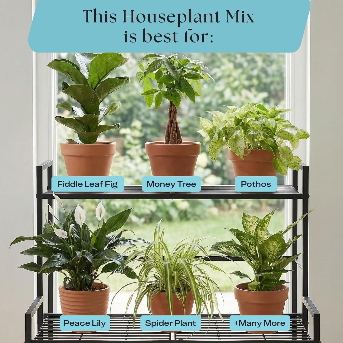 Rosy Soil Indoor Potting Soil - Organic Mix Enriched with Biochar for Healthy House Plants | 4qt
