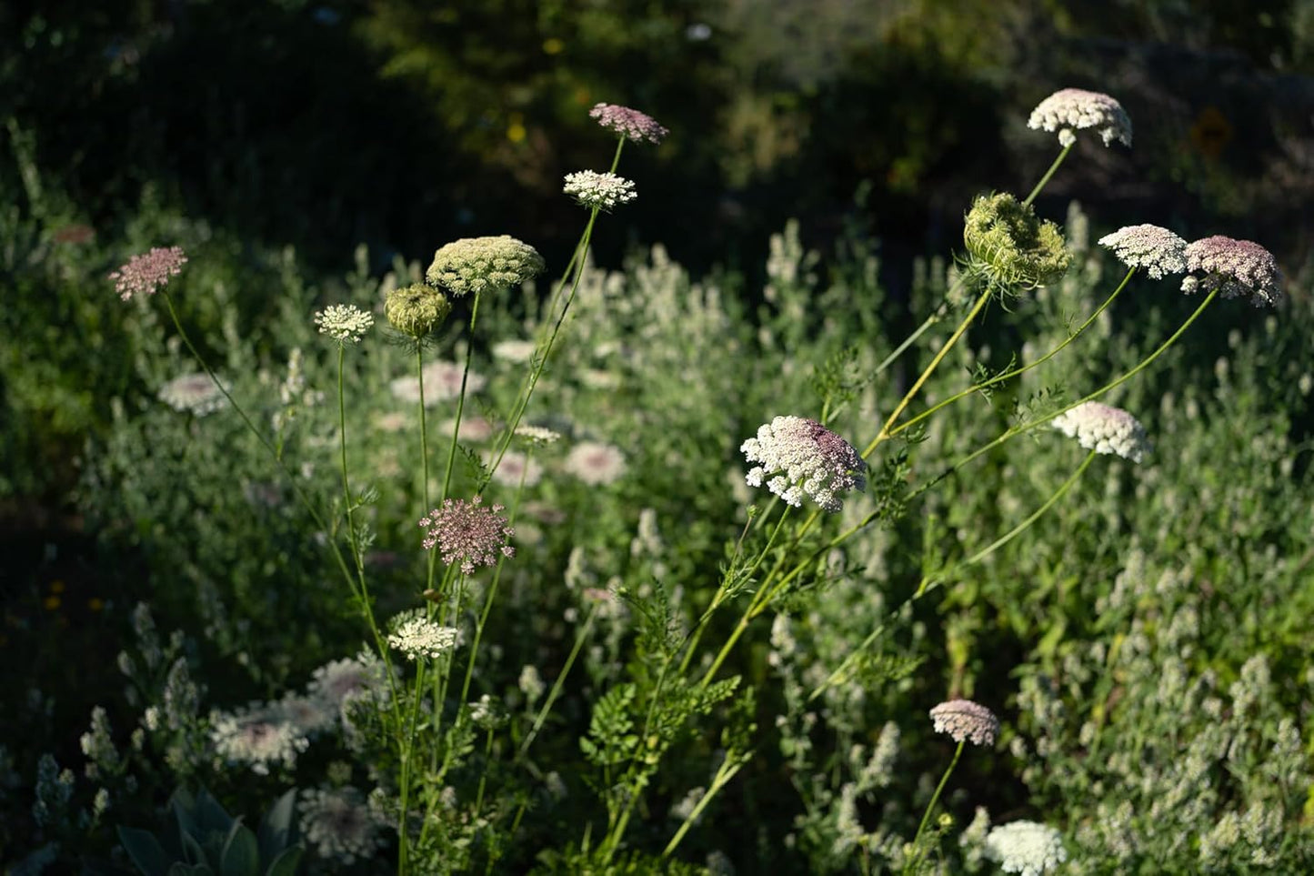 Plant Good Seed Organic Dara Queen Anne's Lace Flower Seeds - Heirloom Ammi in Red, Pink & White | 200 Seed Packet