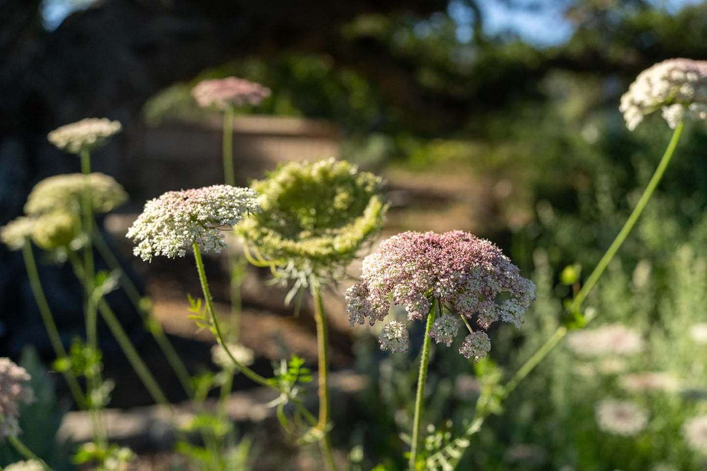 Plant Good Seed Organic Dara Queen Anne's Lace Flower Seeds - Heirloom Ammi in Red, Pink & White | 200 Seed Packet