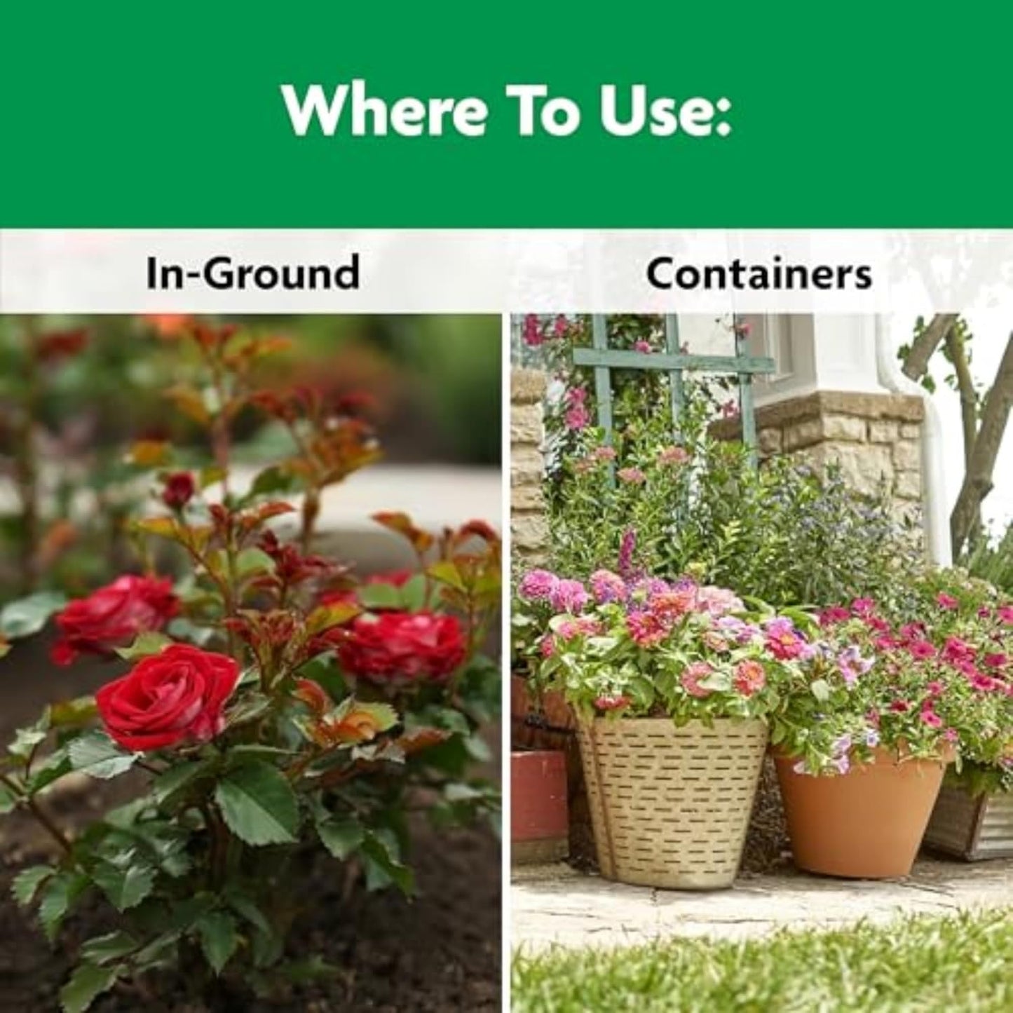 Miracle-Gro Shake 'n Feed Rose & Bloom Plant Food - Long-Lasting Granular Fertilizer, Feeds 3 Months - 4.5 lbs.