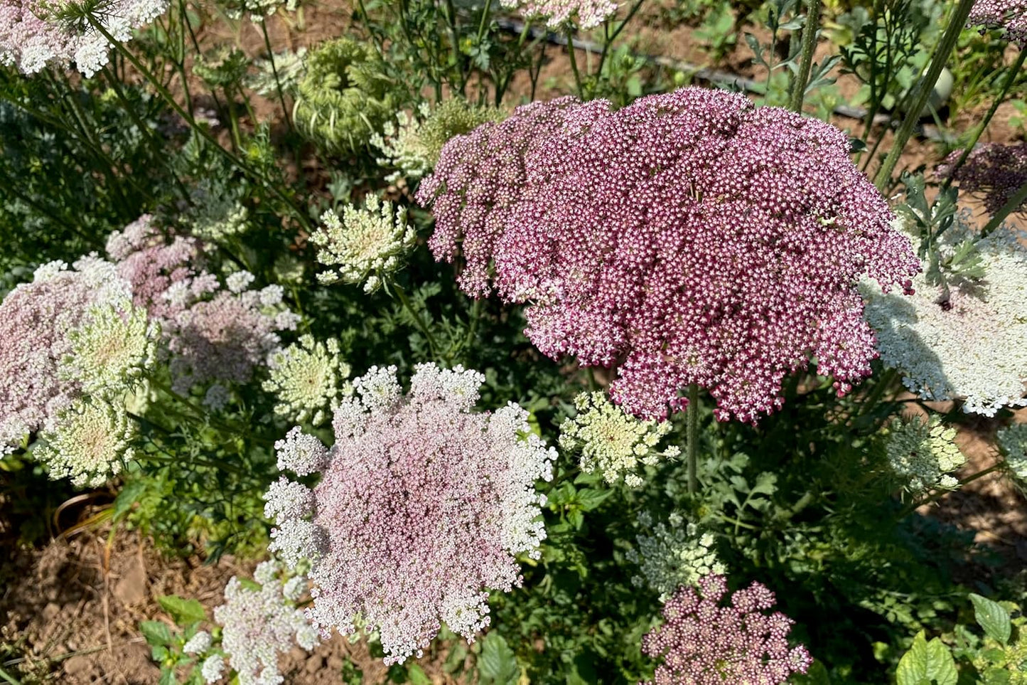 Plant Good Seed Organic Dara Queen Anne's Lace Flower Seeds - Heirloom Ammi in Red, Pink & White | 200 Seed Packet
