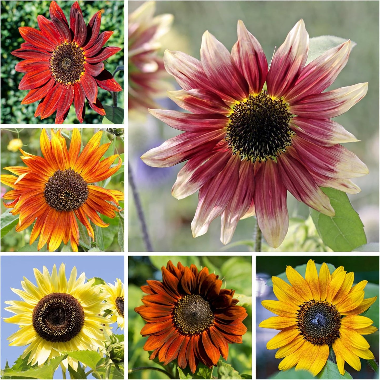 Seed Needs Sunflower Seeds - Crazy Blend Heirloom Varieties | 1 Ounce Resealable Bulk Package