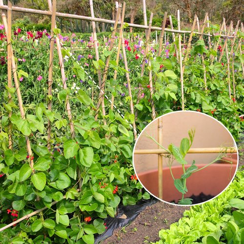 GAGINANG Bamboo Garden Stakes - 4.8FT Sturdy Natural Support for Tomatoes, Vegetables & Climbing Plants - 20 Pcs