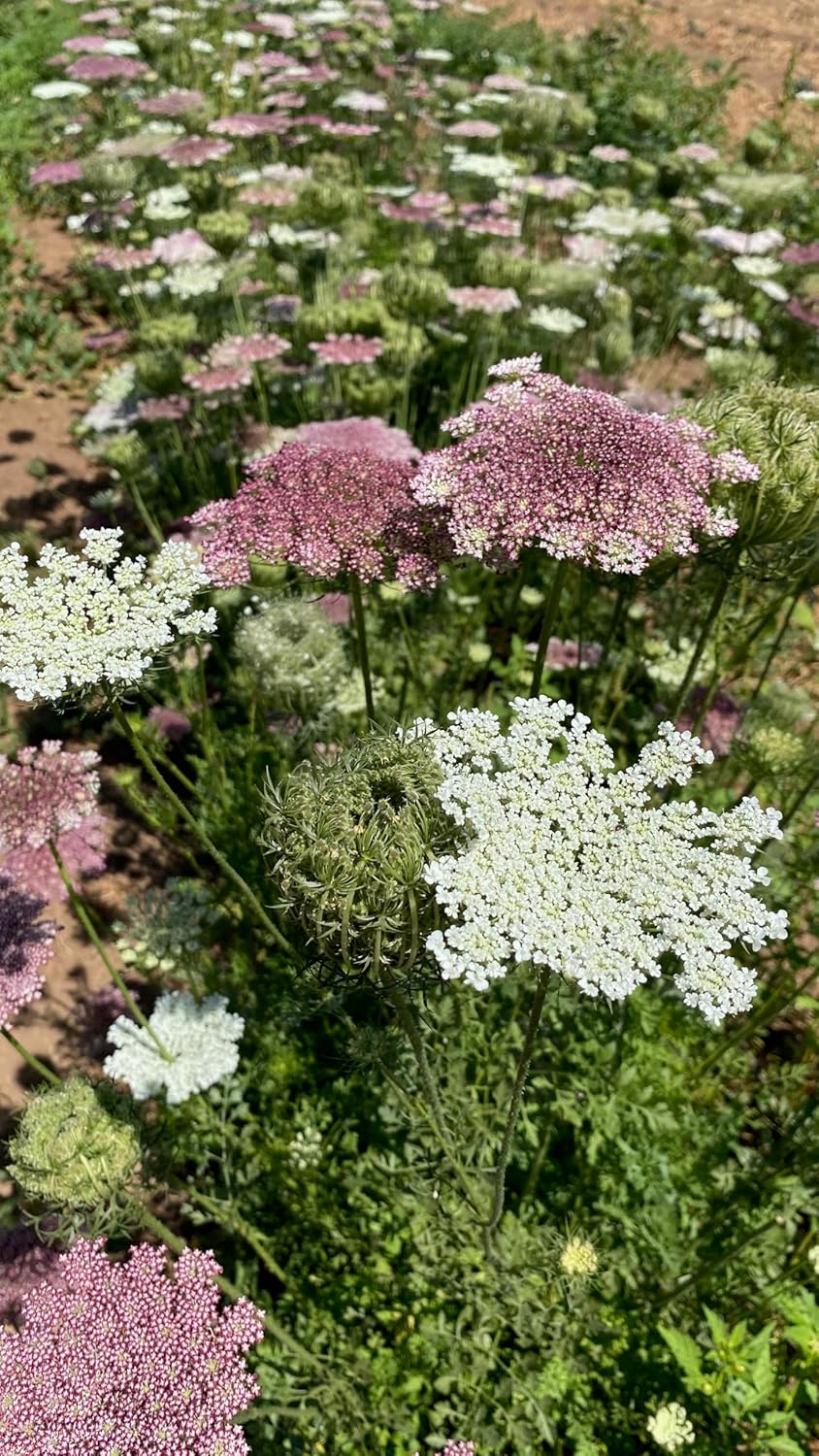 Plant Good Seed Organic Dara Queen Anne's Lace Flower Seeds - Heirloom Ammi in Red, Pink & White | 200 Seed Packet