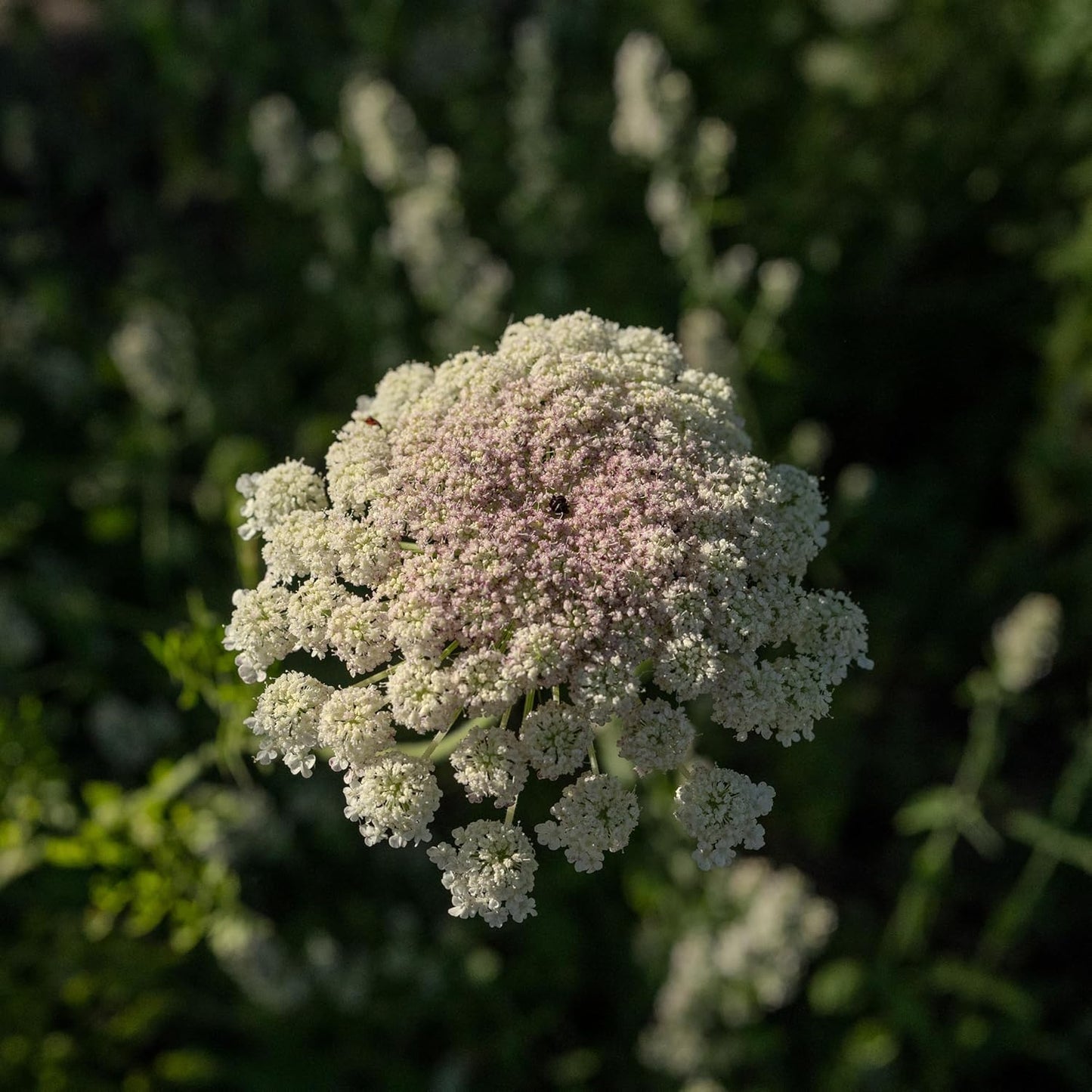 Plant Good Seed Organic Dara Queen Anne's Lace Flower Seeds - Heirloom Ammi in Red, Pink & White | 200 Seed Packet