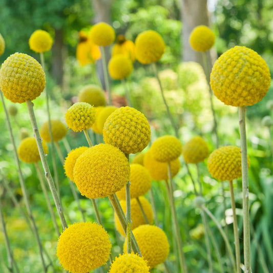 Outsidepride Billy Button Craspedia Globosa Seeds - 1000 Pcs Perennial Flower Seeds for Hardy, Drought-Tolerant Gardens | Yellow Blooms for Cut Flowers & Pollinators