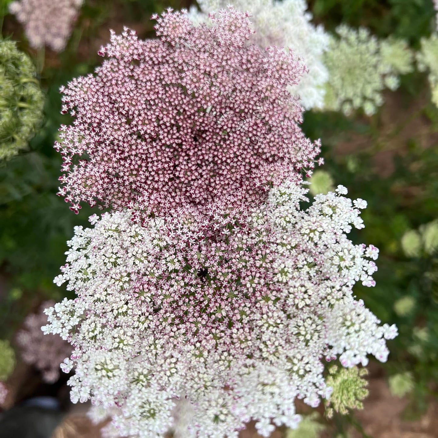 Plant Good Seed Organic Dara Queen Anne's Lace Flower Seeds - Heirloom Ammi in Red, Pink & White | 200 Seed Packet