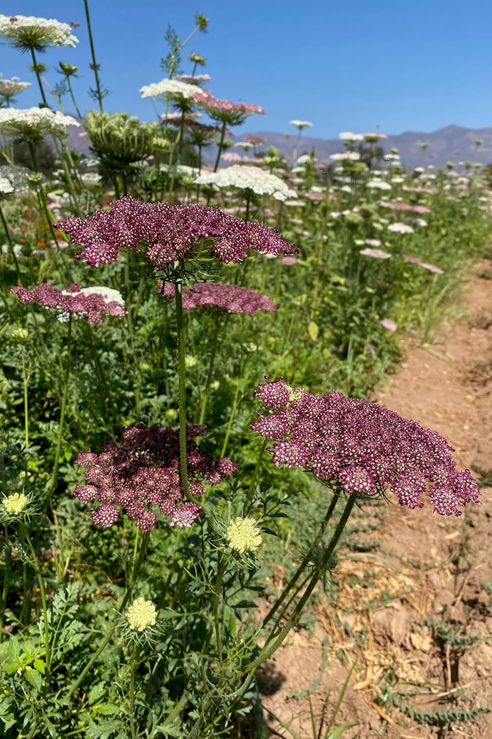 Plant Good Seed Organic Dara Queen Anne's Lace Flower Seeds - Heirloom Ammi in Red, Pink & White | 200 Seed Packet