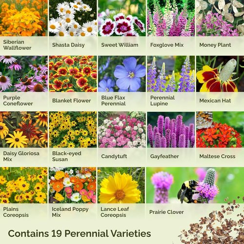 Eden Brothers Perennial Wildflower Mixed Seeds - 120,000+ Seeds | Attract Pollinators, 1/4 lb, Zones 3-10