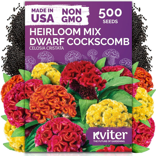 KVITER 500 Dwarf Mix Cockscomb Seeds - Heirloom Celosia Argentea for Vibrant Garden Blooms