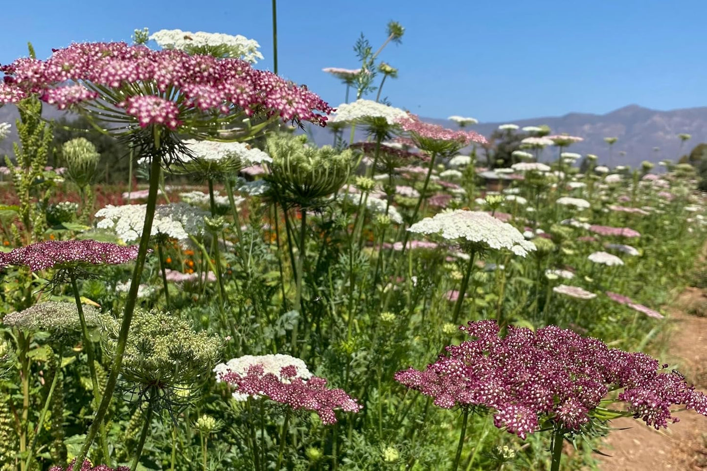Plant Good Seed Organic Dara Queen Anne's Lace Flower Seeds - Heirloom Ammi in Red, Pink & White | 200 Seed Packet