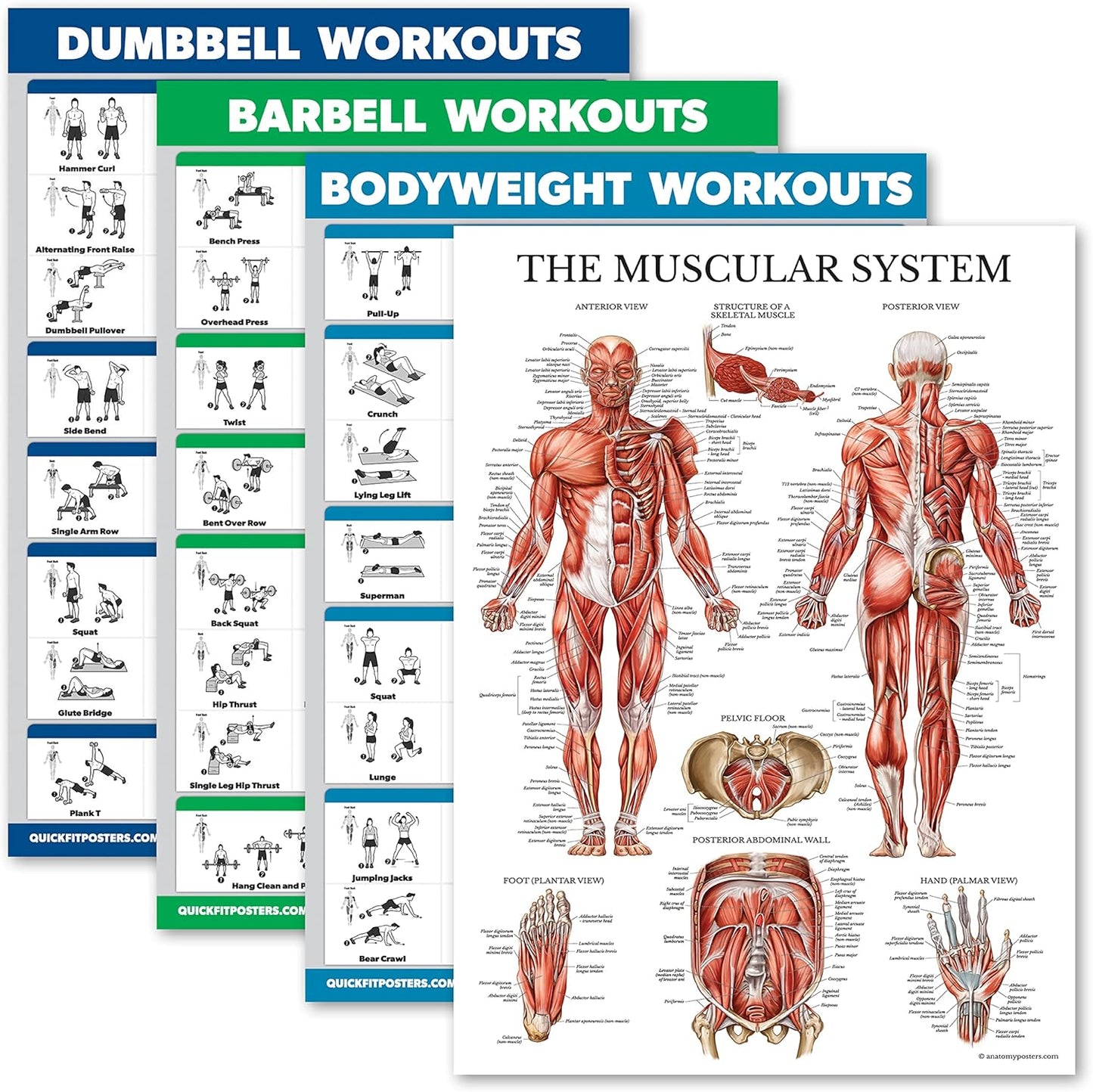 Palace Learning 4 Pack - Laminated Muscle Workout Charts for Dumbbell, Barbell & Bodyweight (18" x 24")